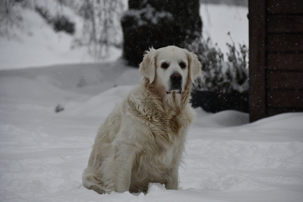 golden retriever