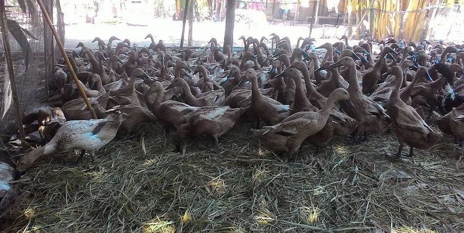 Cara Beternak Bebek Petelur Yang Baik Dan Menguntungkan