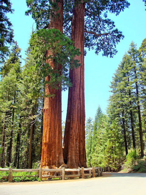 Sequoia Park - California - USA