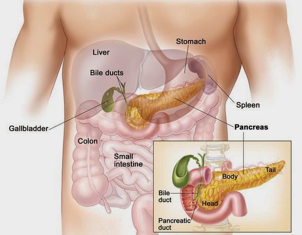 alcohol affects -Pancreas-affects human body