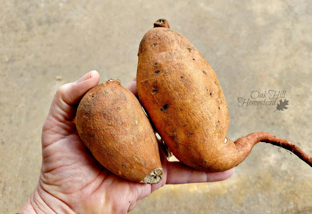 Woman's hand holding two sweet potatoes.