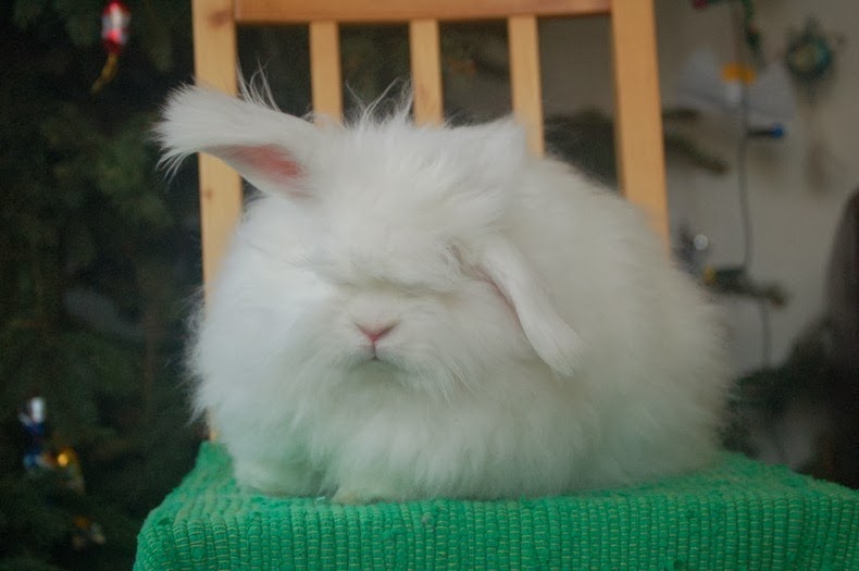 angora-rabbit-13