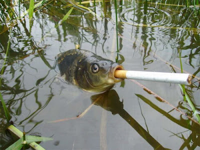 funny sms. Funny picture of smoking fish