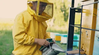 apicultor colhendo mel