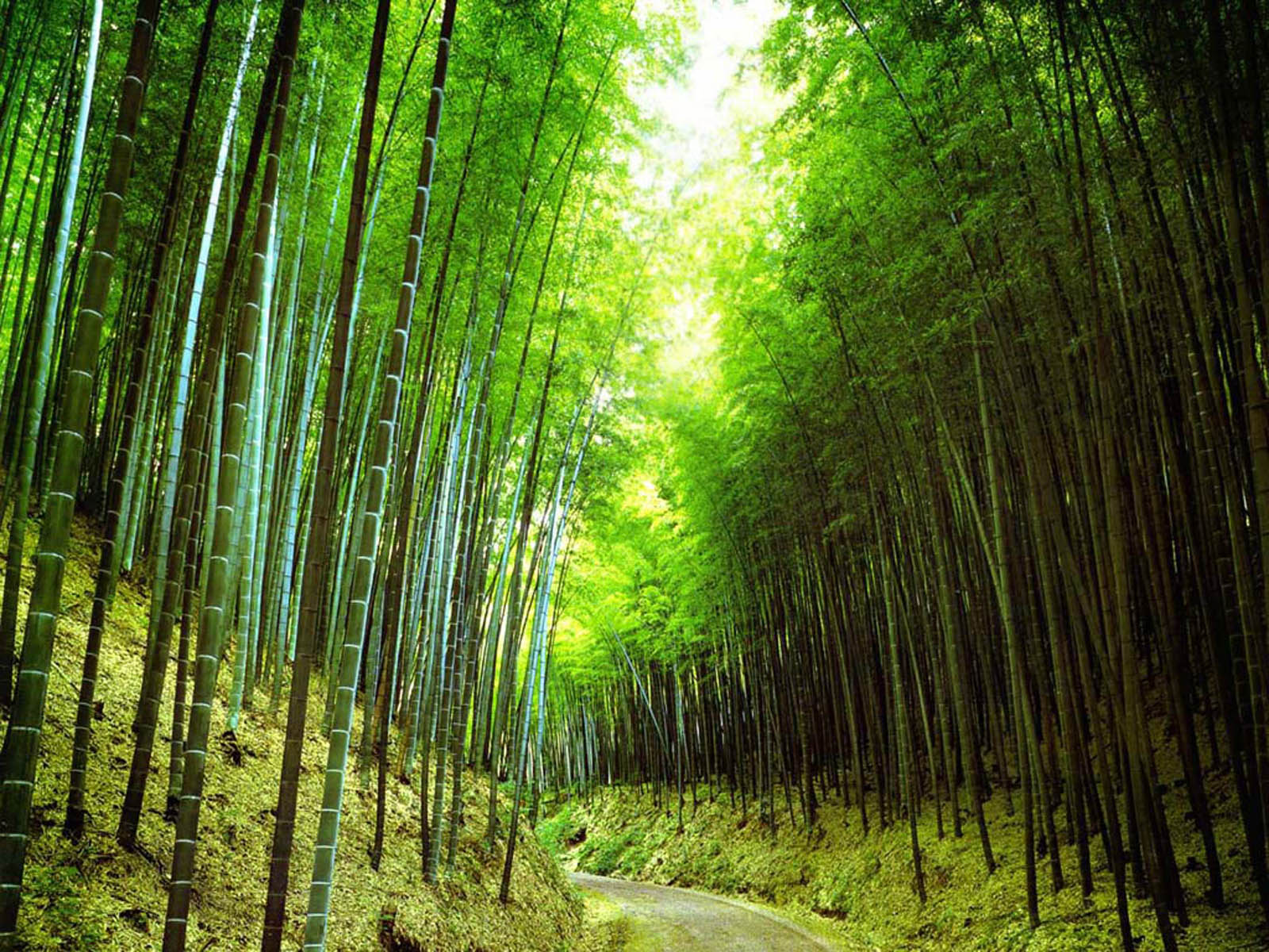 Wallpapers Bamboo Forest Wallpapers Afalchi Free images wallpape [afalchi.blogspot.com]