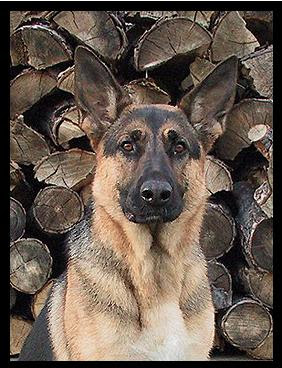 German shepherd dogs pictures