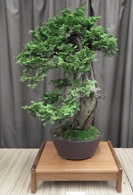 Thuja Cascade Bonsai featured at Taguchi Bonsai Show 2011