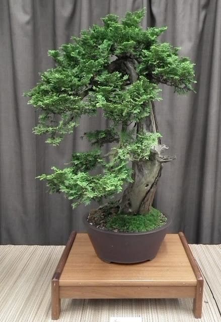 Thuja Cascade Bonsai featured at Taguchi Bonsai Show 2011