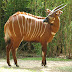 Bongo