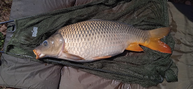 Preciosa carpa común en la moqueta justo antes de la sesión de fotos