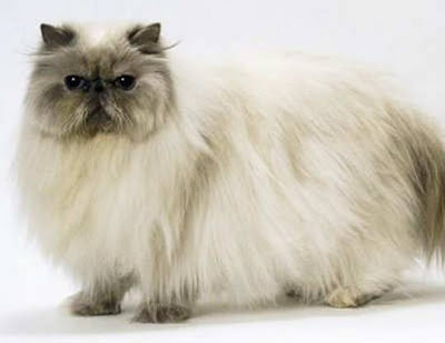 Cute Cats 3