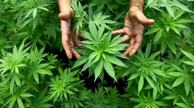 Cita los beneficios aportaría legalizar la marihuana en Republica Dominicana