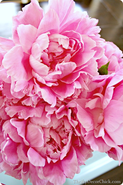 light pink fragrant peony