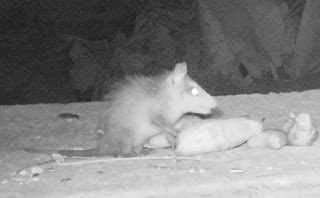 juvenile opossum in Puriscal