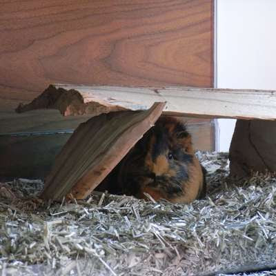 Luxurious Rodent Home Seen On www.coolpicturegallery.us