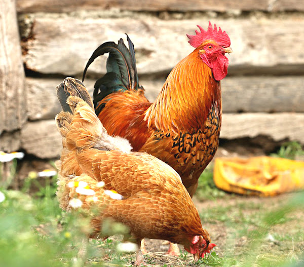 chickens, chicken breeds, various types of chicken breeds, identifying chicken breeds, how to identify chicken breeds, how to identify chickens, how to determine chicken gender