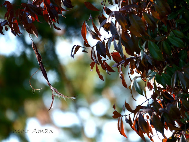 Trachelospermum asiaticum