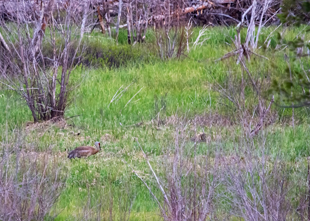 Sandhill Crane at Beaver Ponds on Moose-Wilson Road Grand Tetons National Park