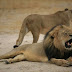 Zimbábue pede extradição de caçador americano que matou leão Cecil