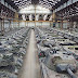 FAREWELL, PEACE DIVIDEND: THE COST OF THE GLOBAL ARMS RACE / THE ECONOMIST