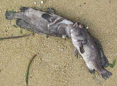 wild shores of singapore: Why are there so many dead fish on Pasir ...