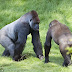 The touching moment two hugging gorillas were reunited in their park enclosure after nearly three years apart  