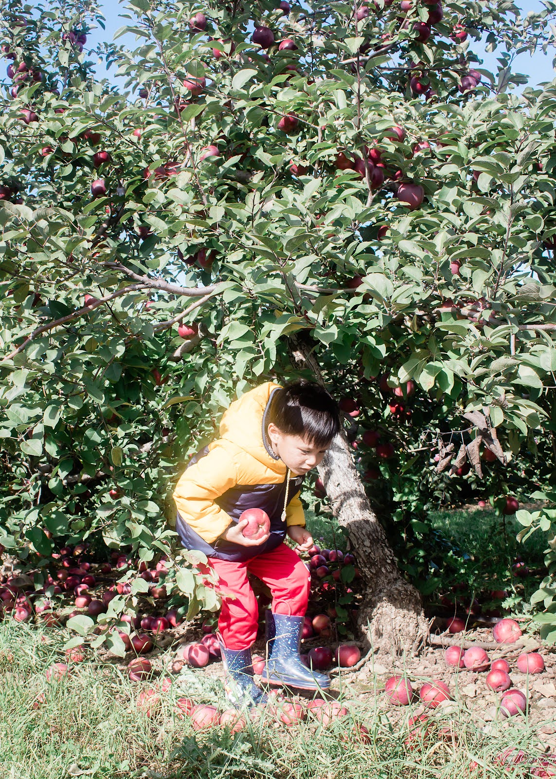 Things to Do in Fall near Ottawa, Ontario: Mountain Orchards Apple Picking