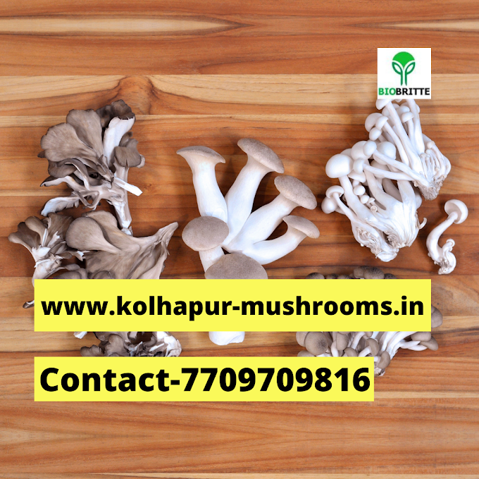 Mushroom training center near me | Mushroom cultivation | Biobritte mushrooms