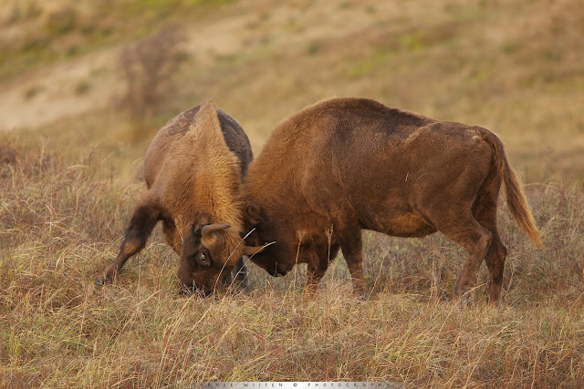 European Bison Fighting