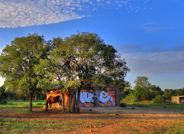 Horse with graffiti on building - north Austin Texas 