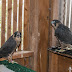 Peregrines Lewis and Clark released