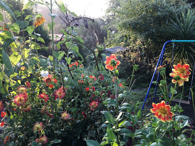 sunflowers and dahlias