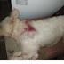Homem mata cachorro com tiros de espingarda após se irritar com barulhos de latido no AM 