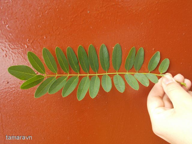 Аморфа кустарниковая (Amorpha fruticosa)