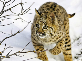 Lynx HD Wallpapers, snow lynx, 
