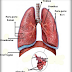 Pengertian, Fungsi, Cara Kerja dan Letak Paru-Paru Manusia