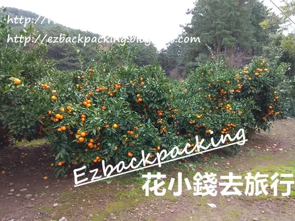 濟州柑橘園