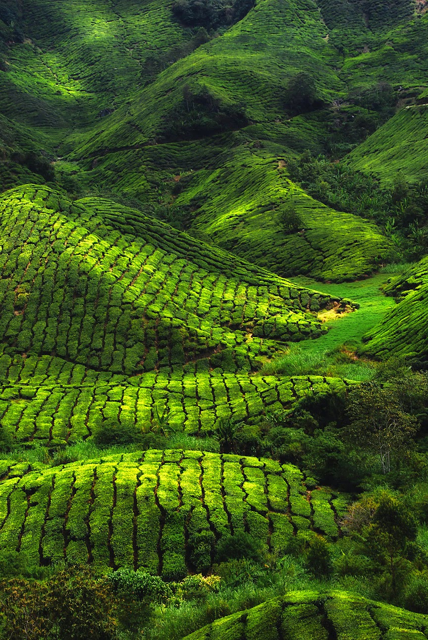 Tea plantation, Munnar, India 