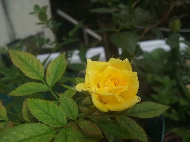 Significado Das Rosas Amarelas