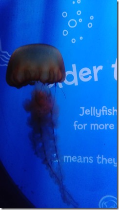 jellyfish