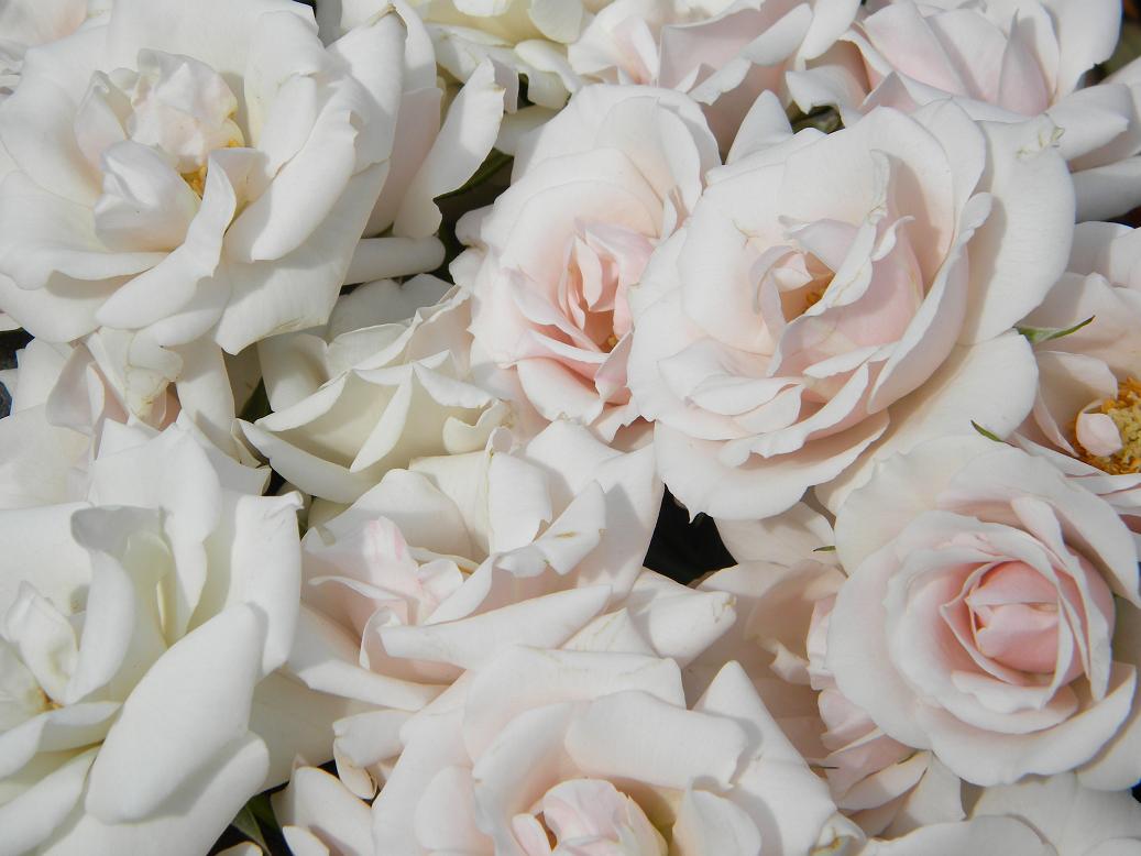 20 different types of flowers White Majolica Spray Roses | 1037 x 778