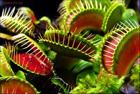 http://hypescience.com/fotos-incriveis-as-belas-e-esfomeadas-plantas-carnivoras