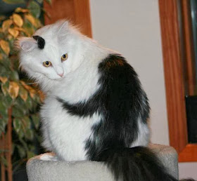 Funny cats - part 80 (40 pics + 10 gifs), cat with monkey shape fur on his back