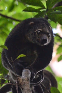 This cuscus is not a bear, but has a slight resemblance to one. The primary location is the Indonesian island of Sulawesi. It troubles evolutionists.
