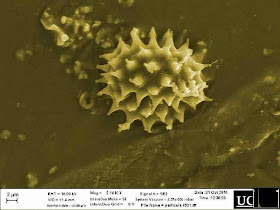 Pólen identificado é da espécie botânica Helicrysum  existente no Santo Sudário de Turim, foto UCAM.