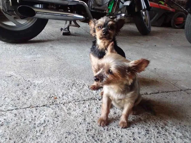 Small Yorkie Boys