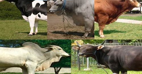 Daftar Harga Sapi Terbaru Bulan Ini Lengkap Semua Jenis 2018