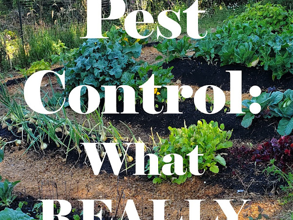 Organic Pest Control: What REALLY Works?