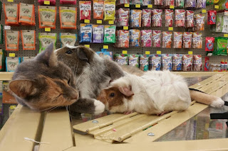 A esta gata le encanta ir a la tienda de mascotas solo para poder acurrucarse con los conejillos de Indias