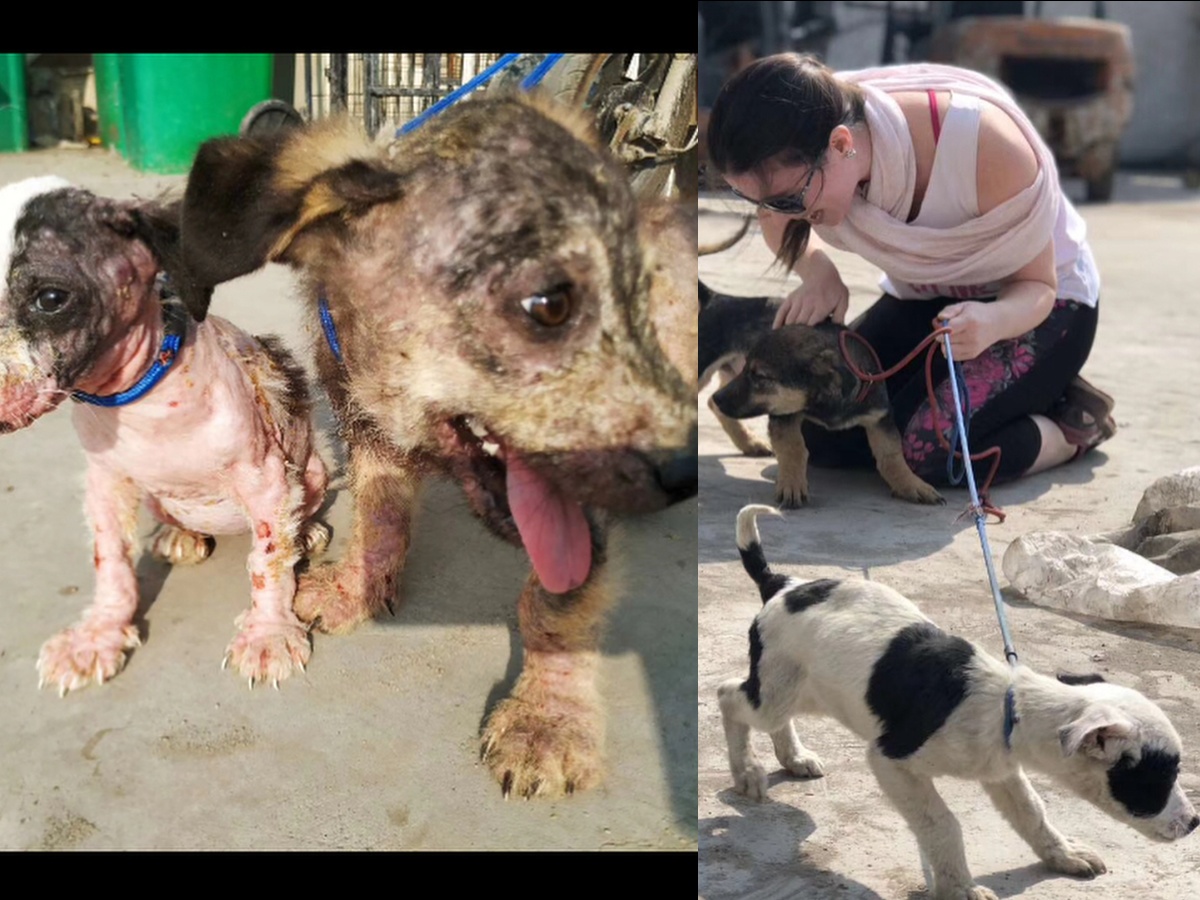 Two puppies rescued from the trash